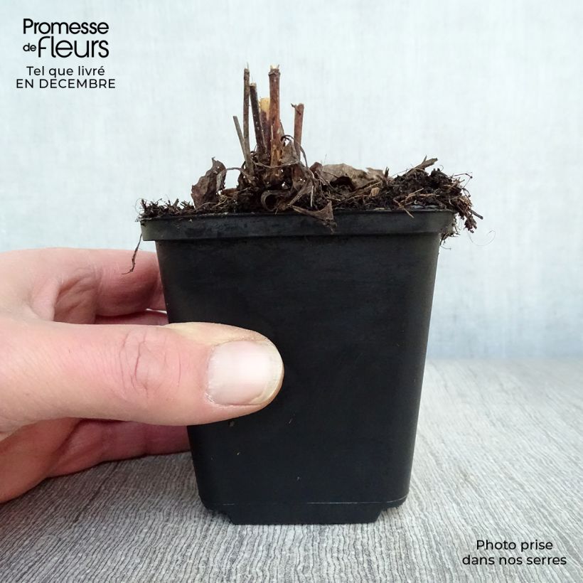 Amostra de Aster laevis - Aster géant d'automne Vaso de 8/9 cm tal como entregue no inverno