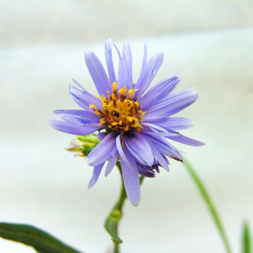 Aster laevis - Áster-gigante-de-outono (Floração)