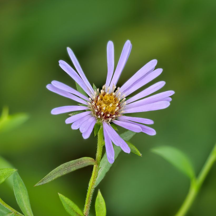 Aster laevis - Áster-gigante-de-outono (Floração)