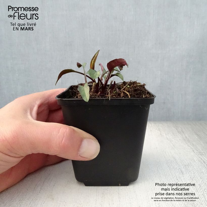 Amostra de Aster laevis - Áster-gigante-de-outono Vaso de 8/9 cm tal como entregue na primavera