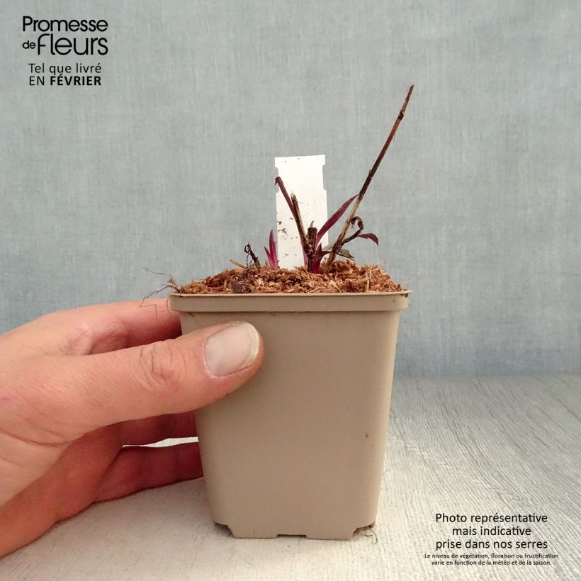 Amostra de Áster laevis Calliope Vaso de 8/9 cm tal como entregue no inverno