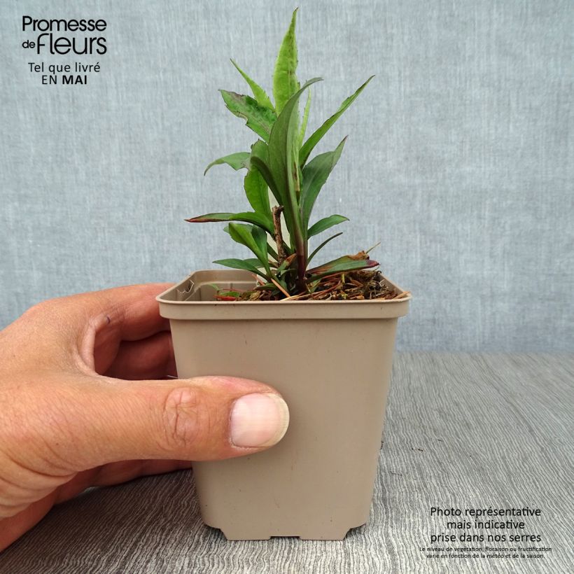 Amostra de Áster laevis Calliope Vaso de 8/9 cm tal como entregue na primavera