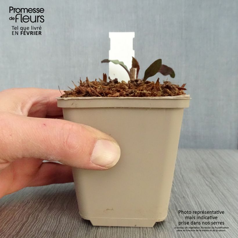 Amostra de Áster lateriflorus Chloe - Áster de outono Vaso de 8/9 cm tal como entregue no inverno