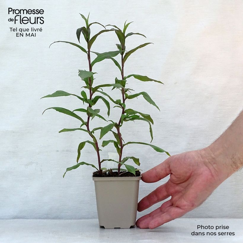 Amostra de Áster lateriflorus Horizontalis Vaso de 8/9 cm tal como entregue na primavera