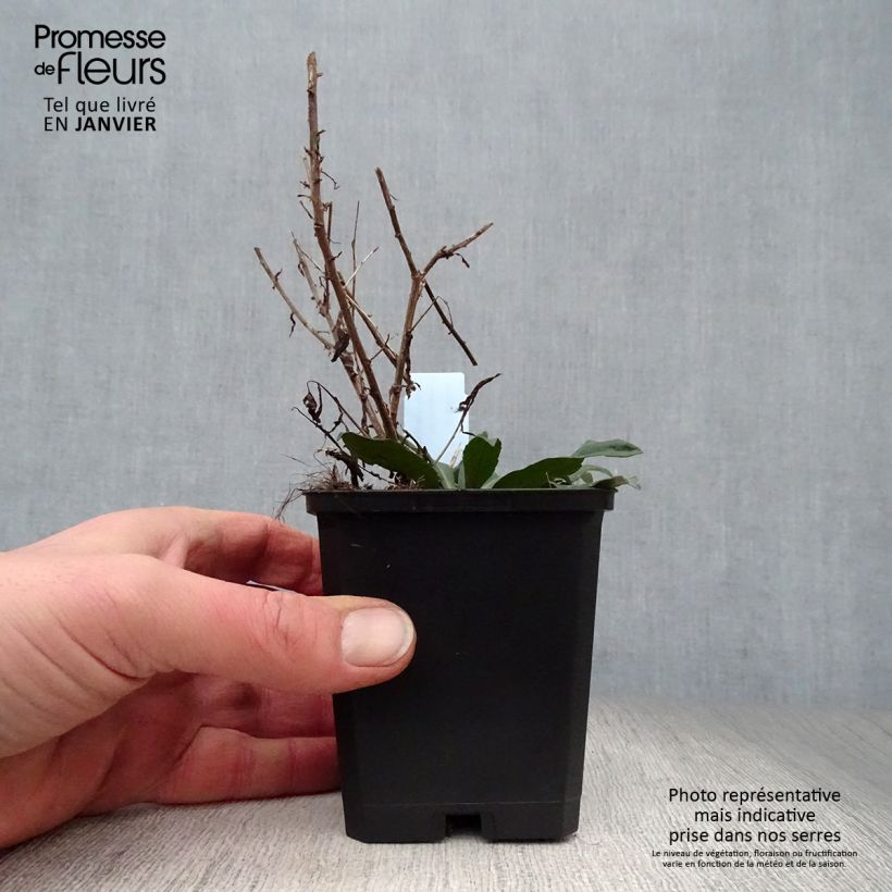 Amostra de Áster lateriflorus Horizontalis Vaso de 8/9 cm tal como entregue no inverno