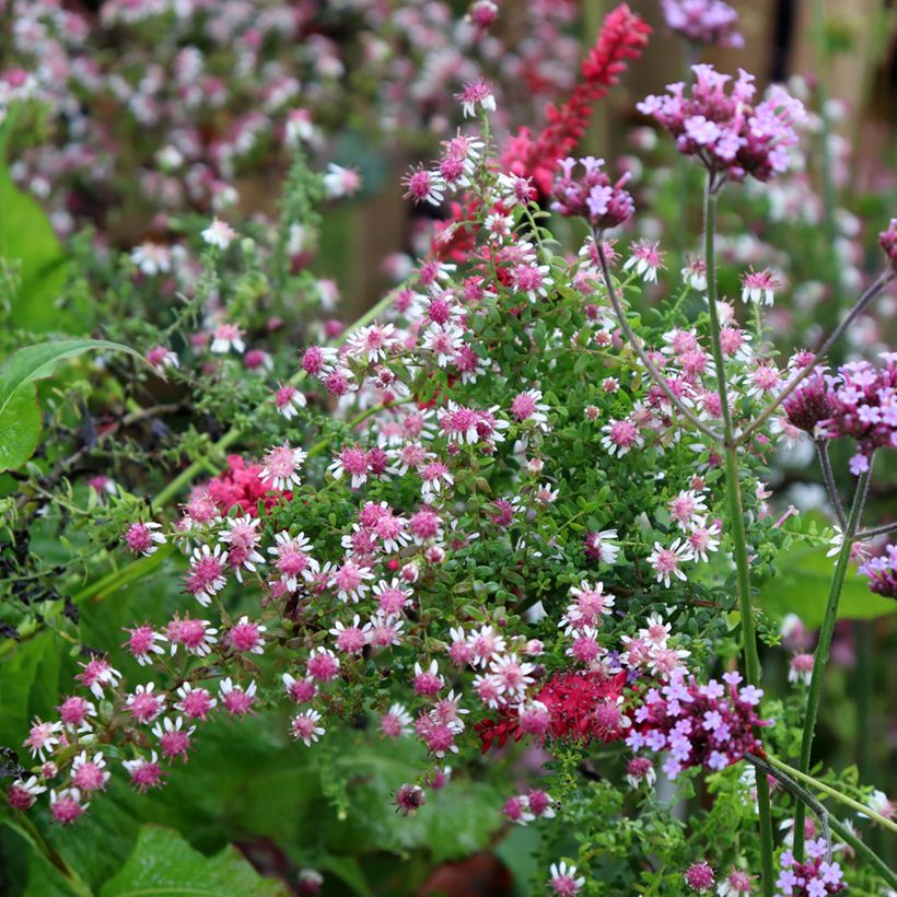 Áster lateriflorus Horizontalis (Hábito)