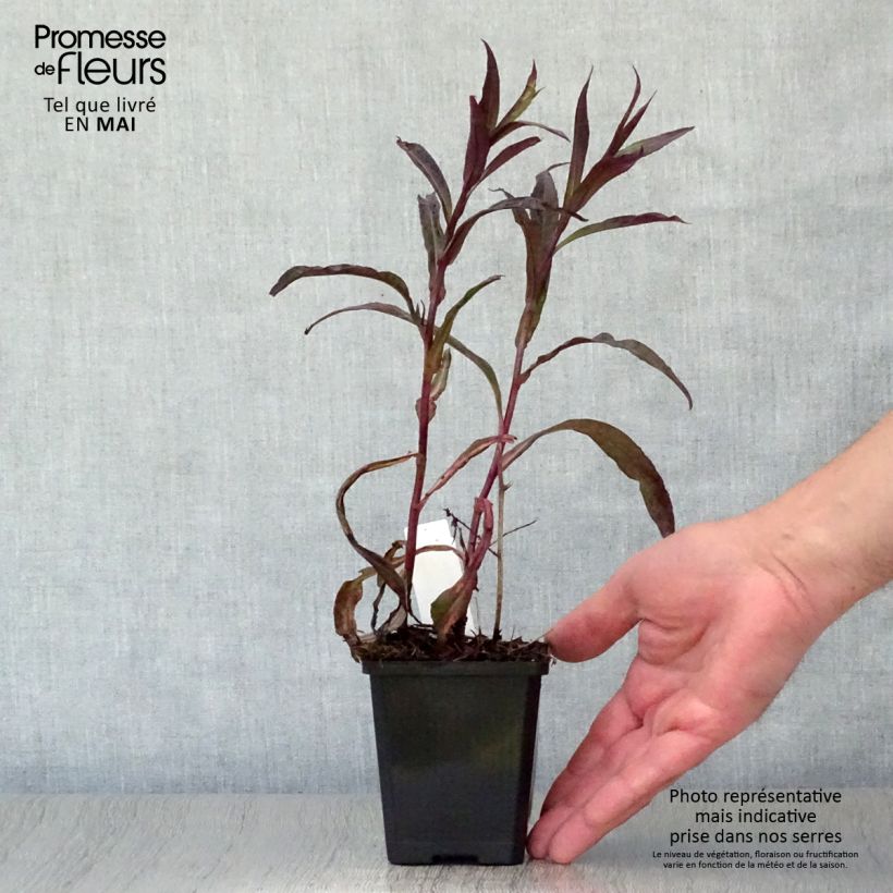 Amostra de Áster lateriflorus Lady In Black Vaso de 8/9 cm tal como entregue na primavera