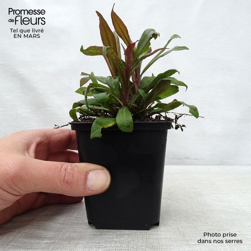 Amostra de Áster lateriflorus Prince Vaso de 8/9 cm tal como entregue na primavera