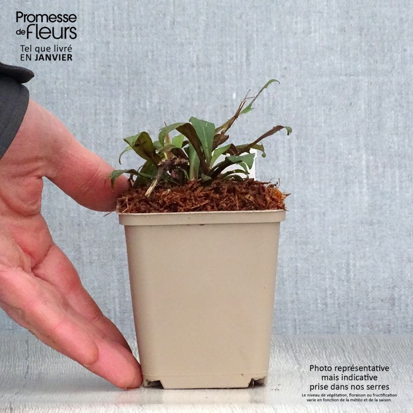 Amostra de Áster lateriflorus Prince Vaso de 8/9 cm tal como entregue no inverno