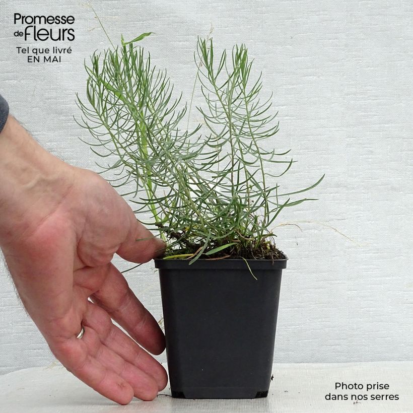 Amostra de Áster linosyris - Áster de outono Vaso de 8/9 cm tal como entregue na primavera