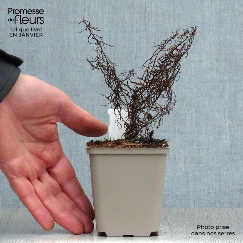 Amostra de Áster linosyris - Áster de outono Vaso de 8/9 cm tal como entregue no inverno