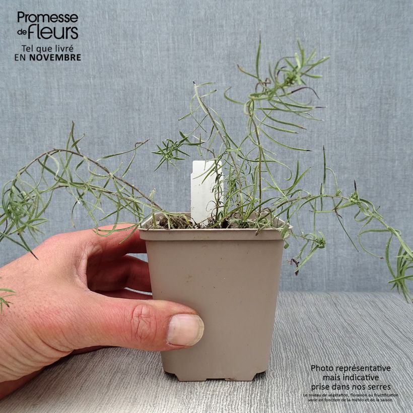Amostra de Áster linosyris - Áster de outono Vaso de 8/9 cm tal como entregue no outono