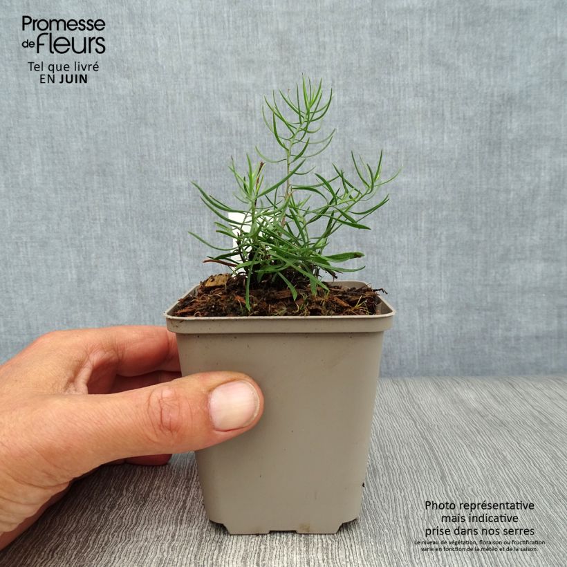 Amostra de Áster linosyris - Áster de outono Vaso de 8/9 cm tal como entregue no verão