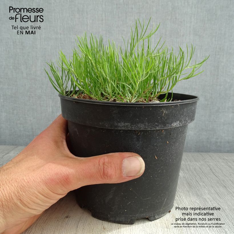 Amostra de Áster linosyris - Áster de outono Vaso de 2 L/3 L tal como entregue na primavera