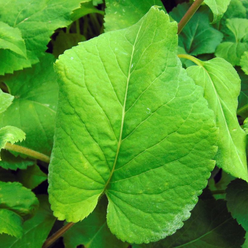 Áster macrophyllus (Folhagem)