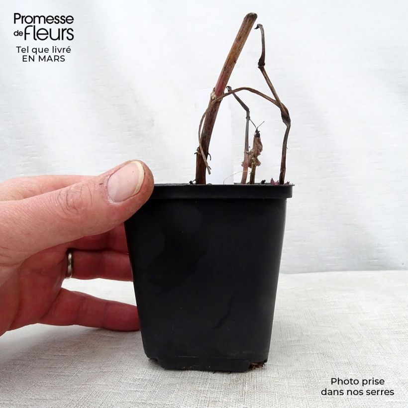 Amostra de Áster macrophyllus Vaso de 8/9 cm tal como entregue na primavera