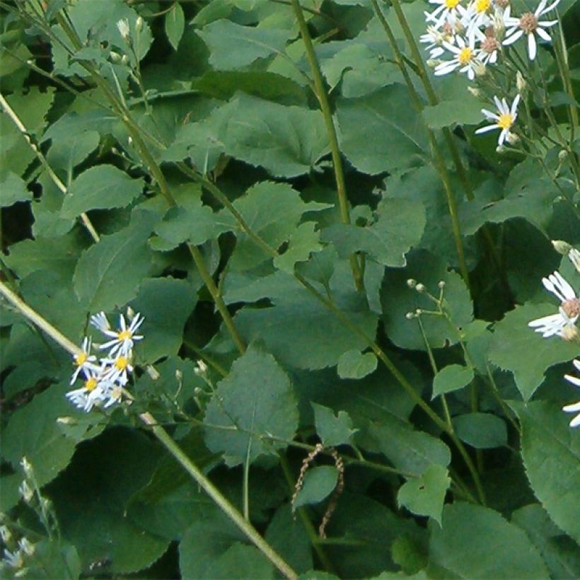 Áster macrophyllus Albus (Folhagem)