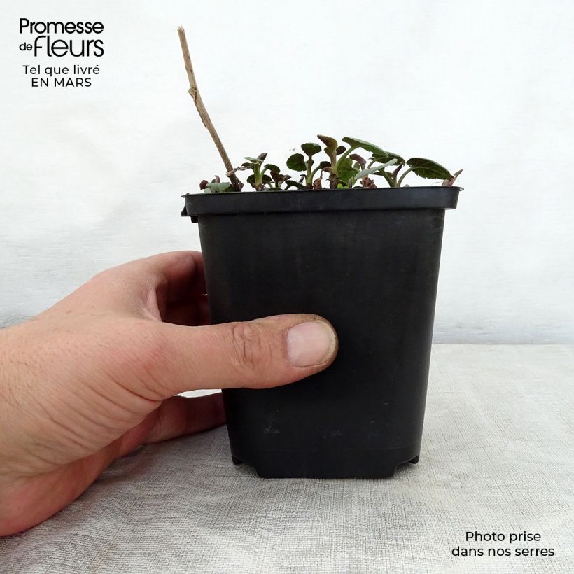 Amostra de Áster macrophyllus Albus Vaso de 8/9 cm tal como entregue na primavera