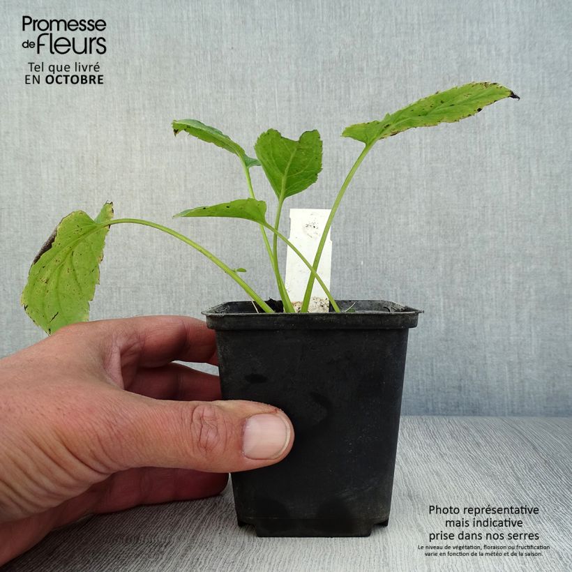 Amostra de Áster macrophyllus Albus Vaso de 8/9 cm tal como entregue no outono