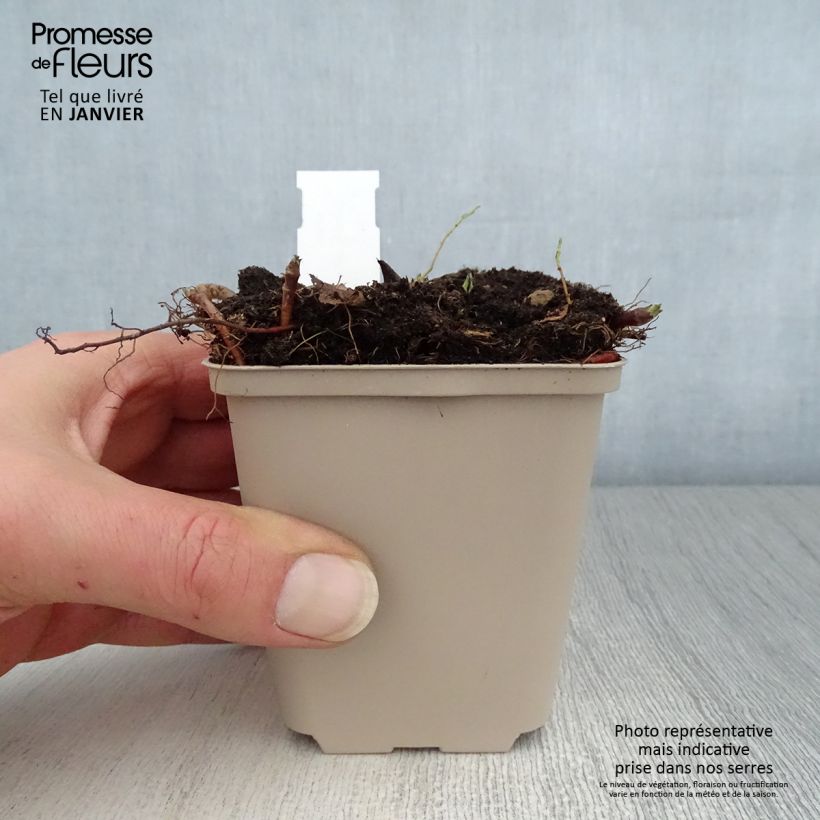 Amostra de Aster macrophyllus Albus - Aster à grandes feuilles Vaso de 8/9 cm tal como entregue no inverno