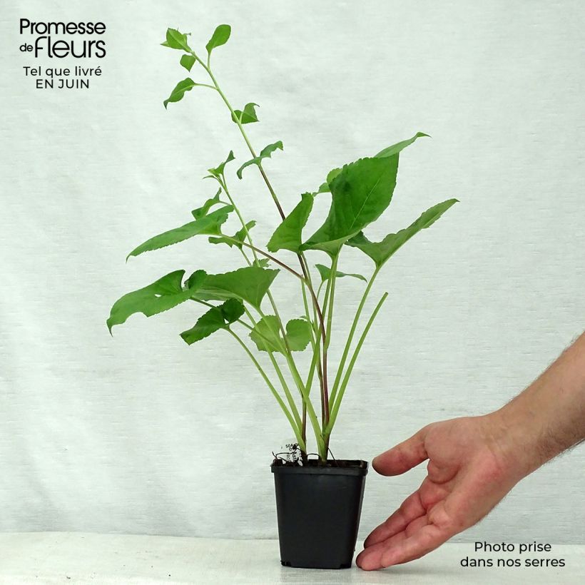 Amostra de Áster macrophyllus Vaso de 8/9 cm tal como entregue no verão