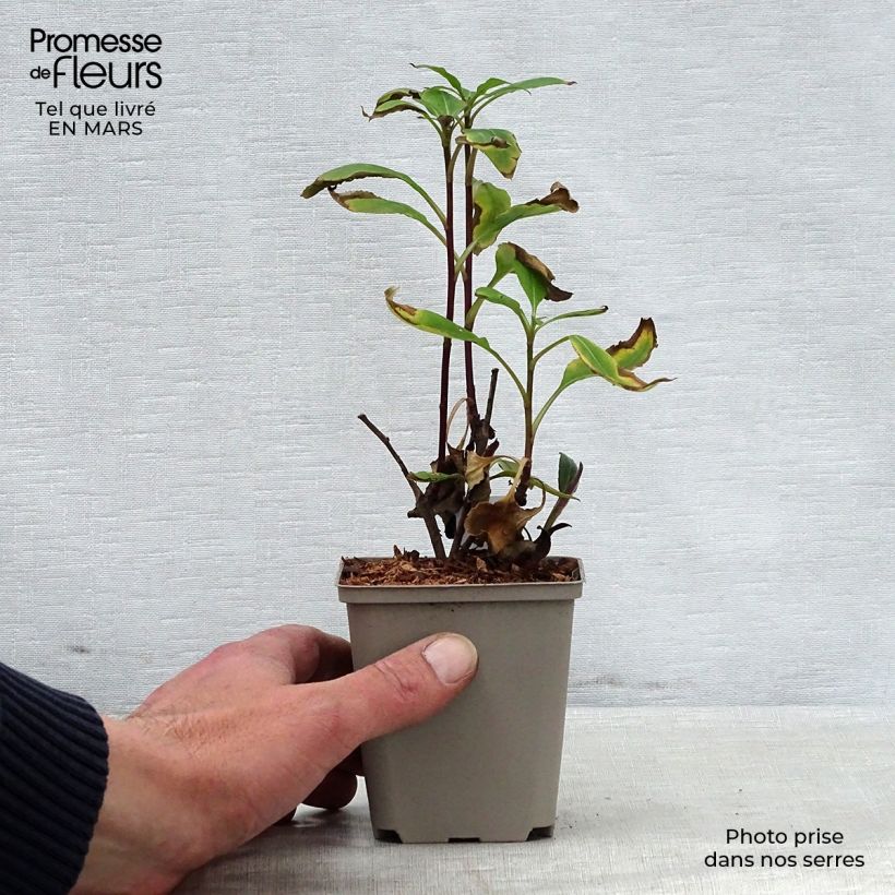 Amostra de Áster macrophyllus Twilight Vaso de 8/9 cm tal como entregue na primavera