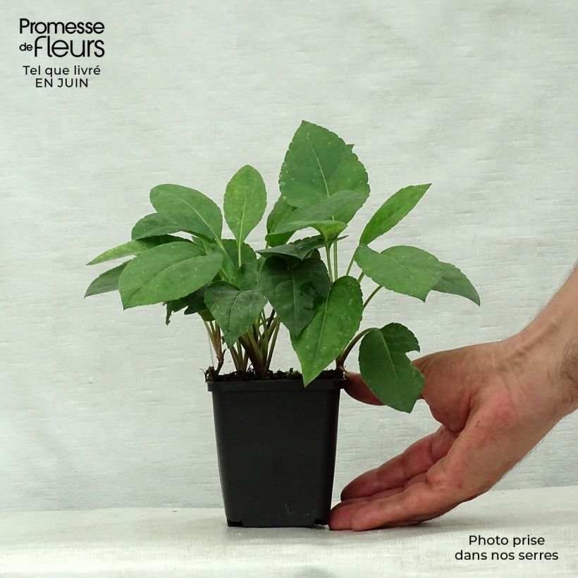 Amostra de Áster macrophyllus Twilight Vaso de 8/9 cm tal como entregue no verão