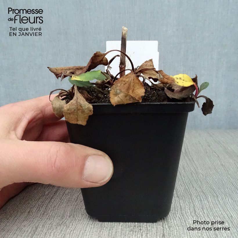 Amostra de Aster macrophyllus twilight Vaso de 8/9 cm tal como entregue no inverno