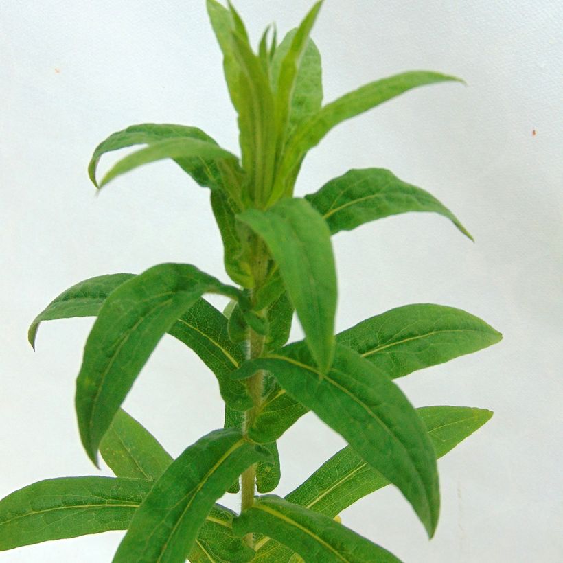 Áster novae-angliae Andenken an Alma Pötschke (Folhagem)