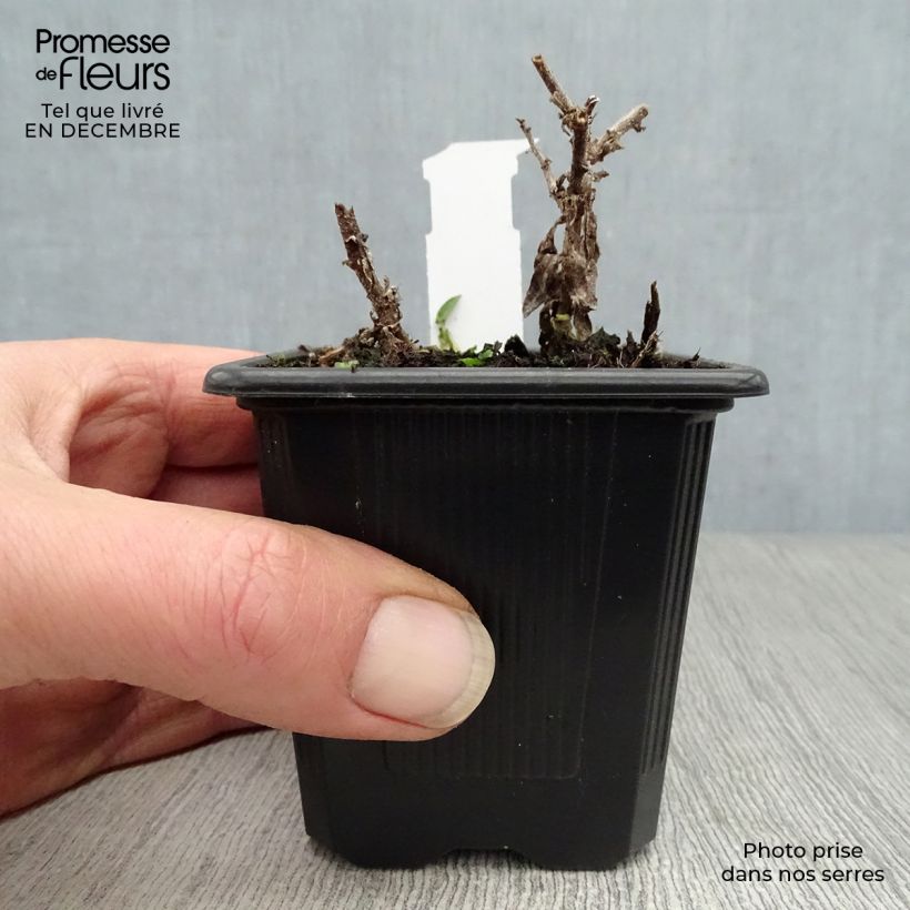 Amostra de Aster novae-angliae Andenken an Alma Pötschke Vaso de 7/8 cm tal como entregue no inverno