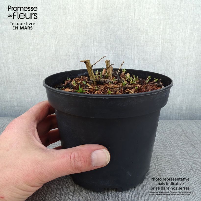 Amostra de Aster novae-angliae Andenken an Alma Pötschke Vaso de 2 L/3 L tal como entregue no inverno