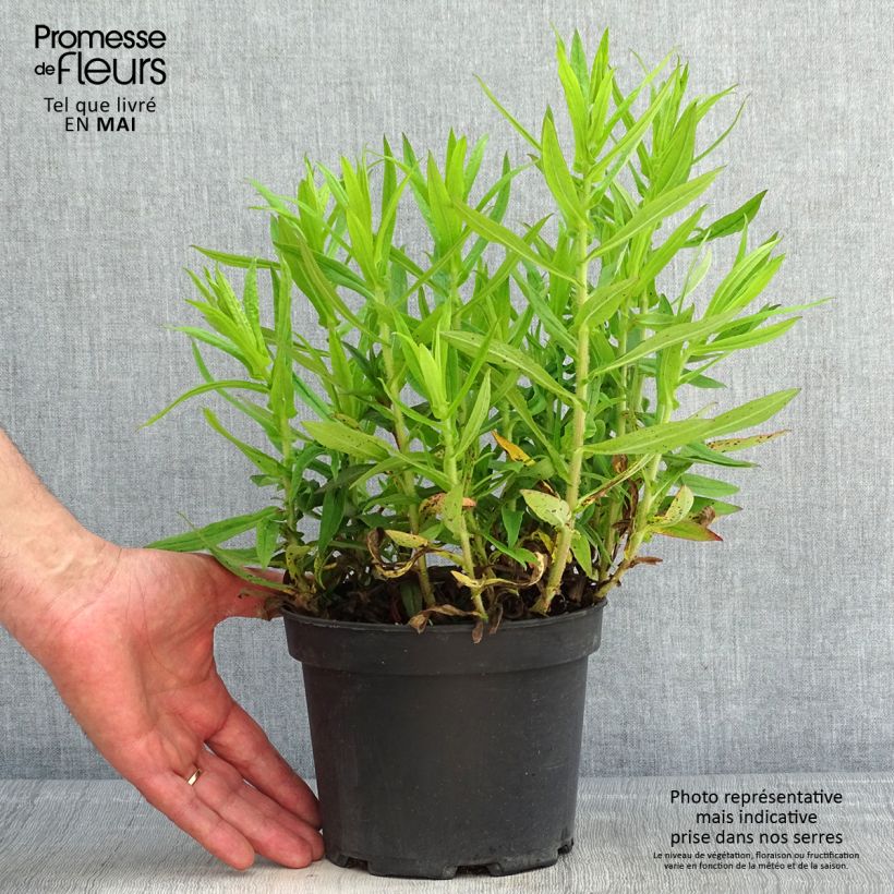 Amostra de Áster novae-angliae Andenken an Alma Pötschke Vaso de 2 L/3 L tal como entregue na primavera