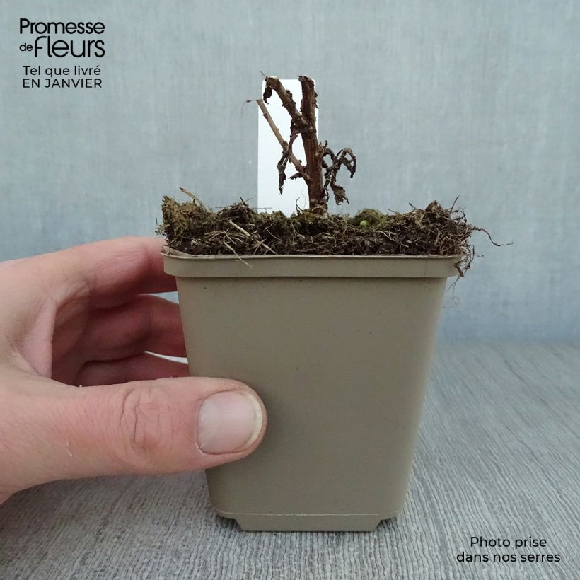 Amostra de Aster novae-angliae Andenken an Paul Gerber - Aster grand d'Automne. Vaso de 8/9 cm tal como entregue no inverno