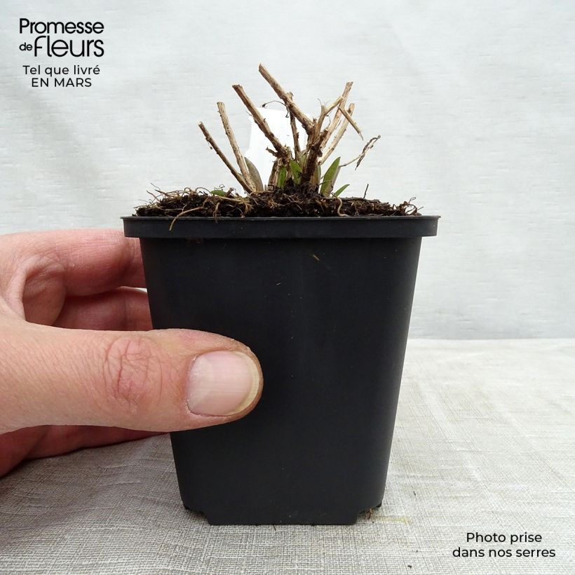 Amostra de Áster novae-angliae Barr's Pink - Áster de grande outono Vaso de 8/9 cm tal como entregue na primavera