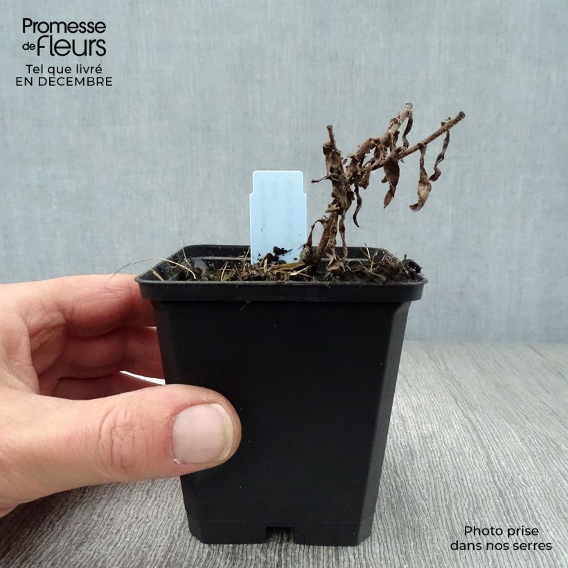 Amostra de Áster novae angliae Barrs Blue - Áster grande de Outono Vaso de 8/9 cm tal como entregue no inverno