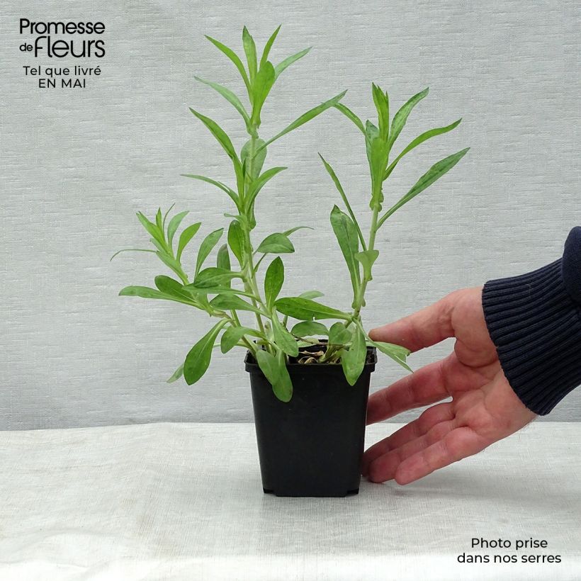 Amostra de Áster novae angliae Barrs Blue - Áster grande de Outono Vaso de 8/9 cm tal como entregue na primavera