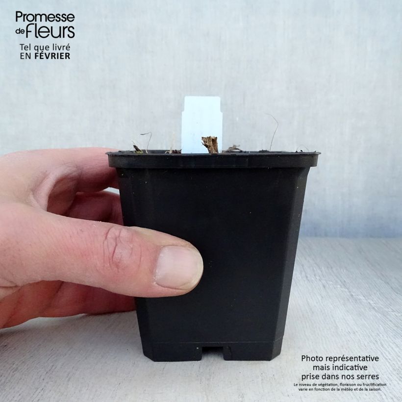 Amostra de Aster novae angliae Herbstschnee - Aster grand d'automne Vaso de 8/9 cm tal como entregue no inverno