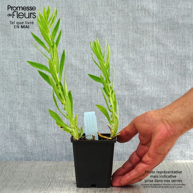 Amostra de Áster novae-angliae Herbstschnee - Áster grande de outono Vaso de 8/9 cm tal como entregue na primavera