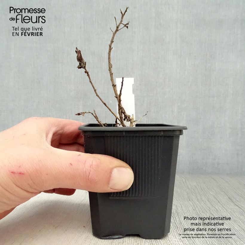 Amostra de Aster novae-angliae Purple Dome - Aster d'automne Vaso de 8/9 cm tal como entregue no inverno