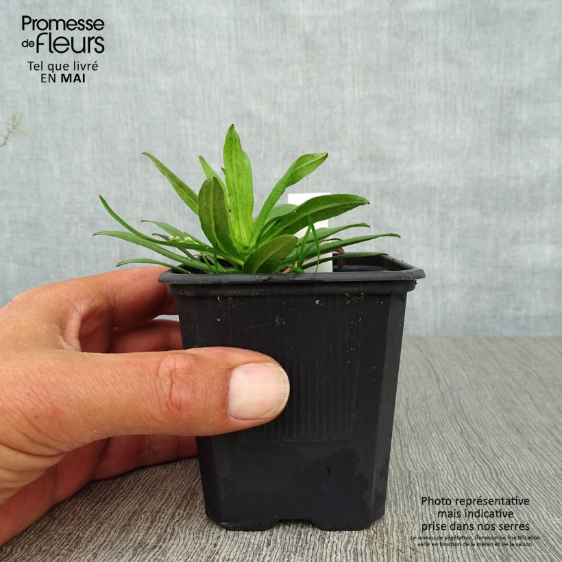 Amostra de Áster novae-angliae Purple Dome - Áster de outono Vaso de 8/9 cm tal como entregue na primavera