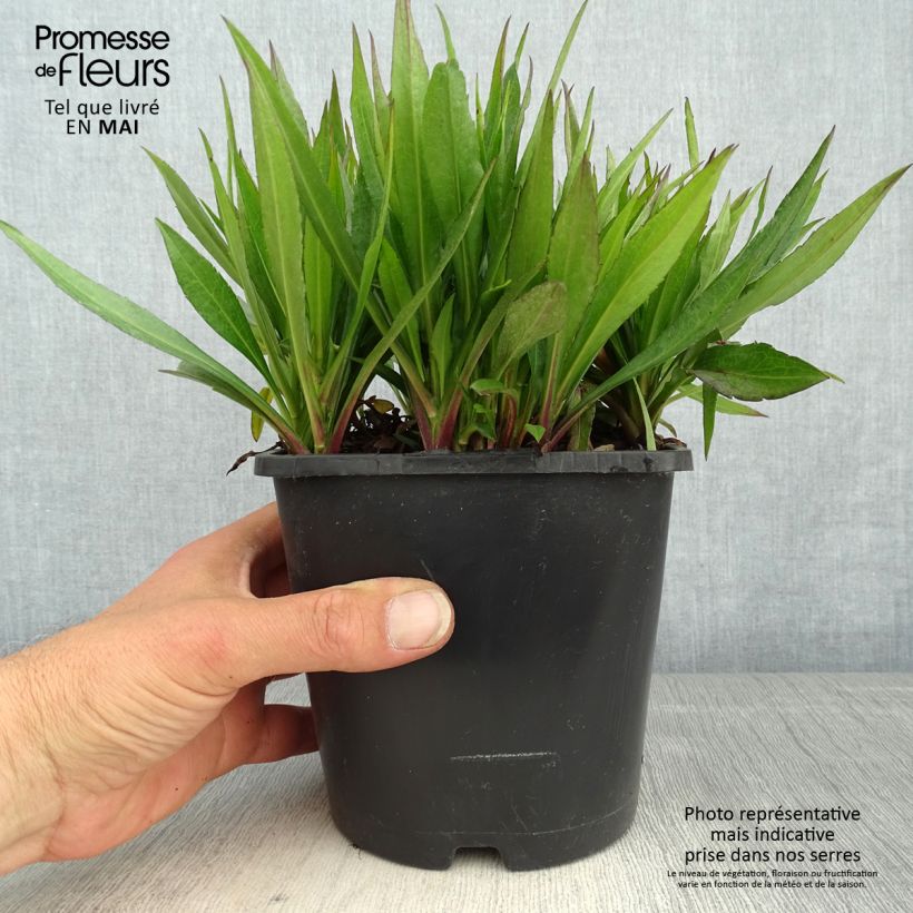 Amostra de Áster novae-angliae Purple Dome - Áster de outono Vaso de 2 L/3 L tal como entregue na primavera