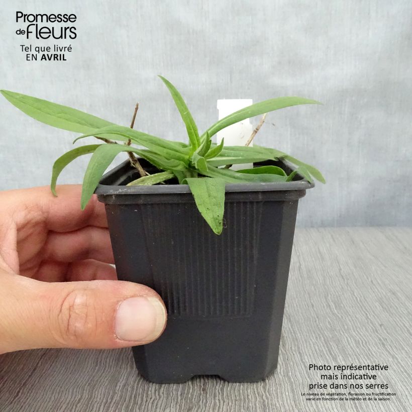 Amostra de Aster novae-angliae Rosa Sieger - Áster grande de outono Vaso de 7/8 cm tal como entregue na primavera