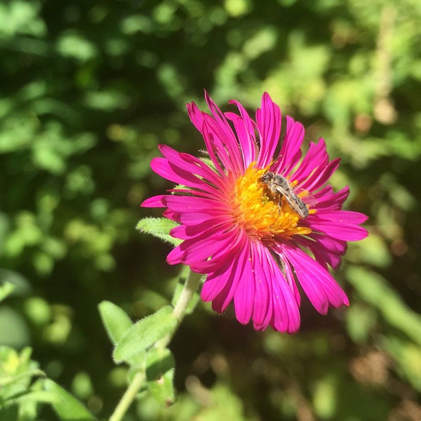 Áster novae-angliae Septemberrubin (Floração)