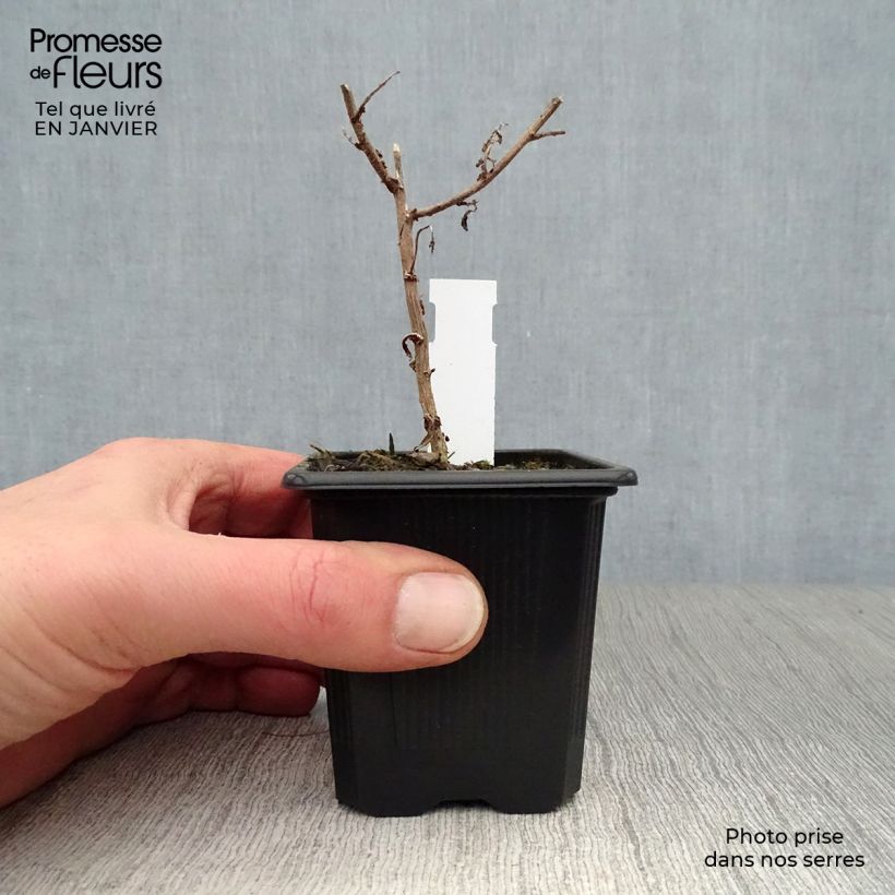 Amostra de Aster novae-angliae Septemberrubin - Septembre rouge Vaso de 7/8 cm tal como entregue no inverno