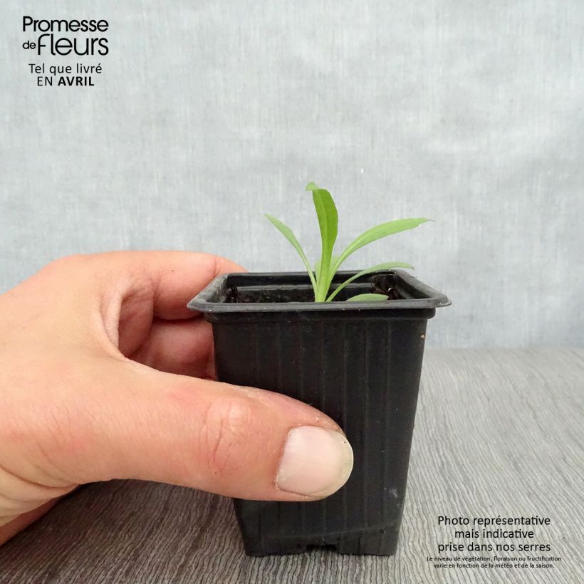 Amostra de Áster novae-angliae Septemberrubin Vaso de 7/8 cm tal como entregue na primavera