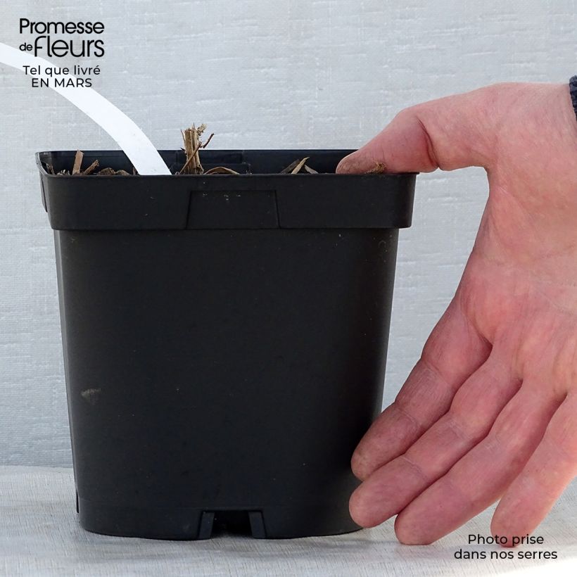 Amostra de Áster novae-angliae Septemberrubin Vaso de 2 L/3 L tal como entregue na primavera