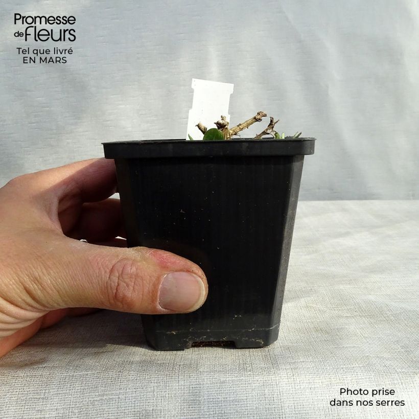 Amostra de Aster novae-angliae Violetta - Áster grande de outono Vaso de 8/9 cm tal como entregue na primavera