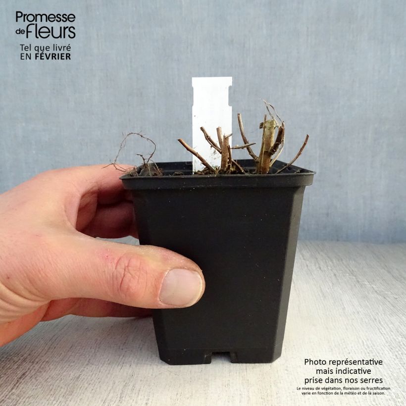 Amostra de Aster novae-angliae Violetta - Aster grand d’automne Vaso de 8/9 cm tal como entregue no inverno