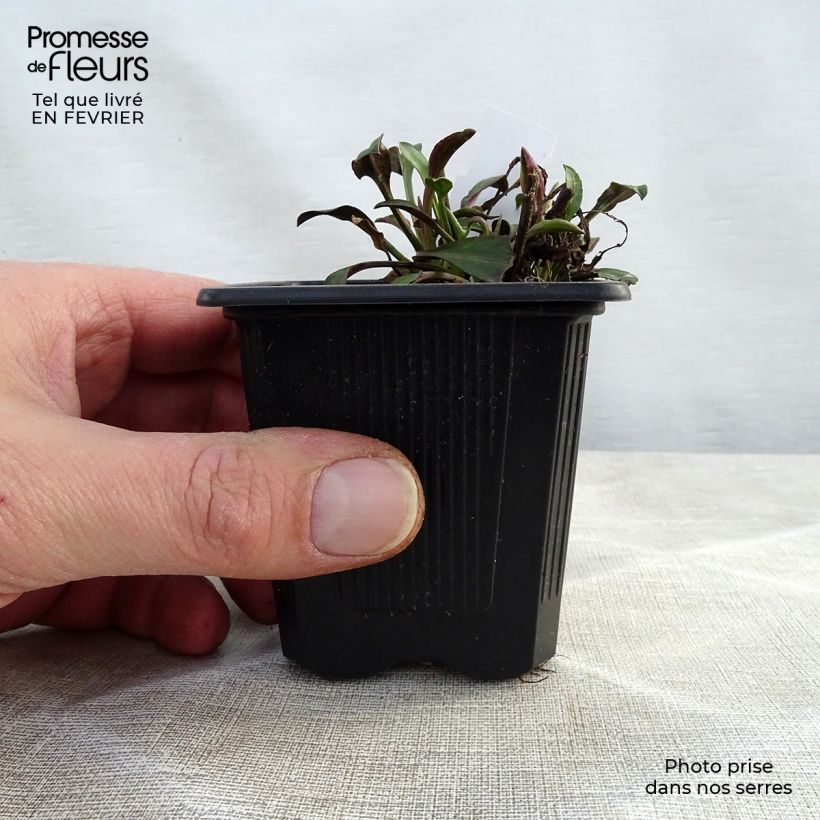 Amostra de Aster novi-belgii Audrey Vaso de 8/9 cm tal como entregue no inverno