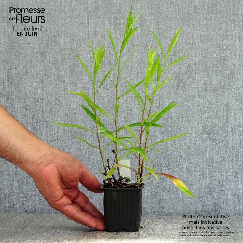 Amostra de Aster novi-belgii Audrey Vaso de 8/9 cm tal como entregue no verão